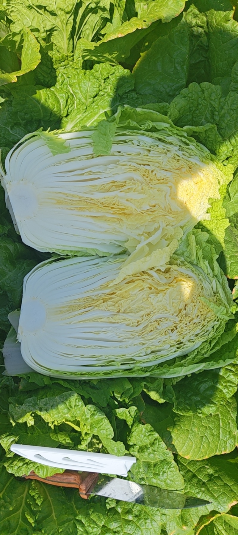榆林黄心大白菜精品黄心白菜大量上市产地直供对接