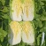 榆林黄心大白菜精品黄心白菜大量上市产地直供对接