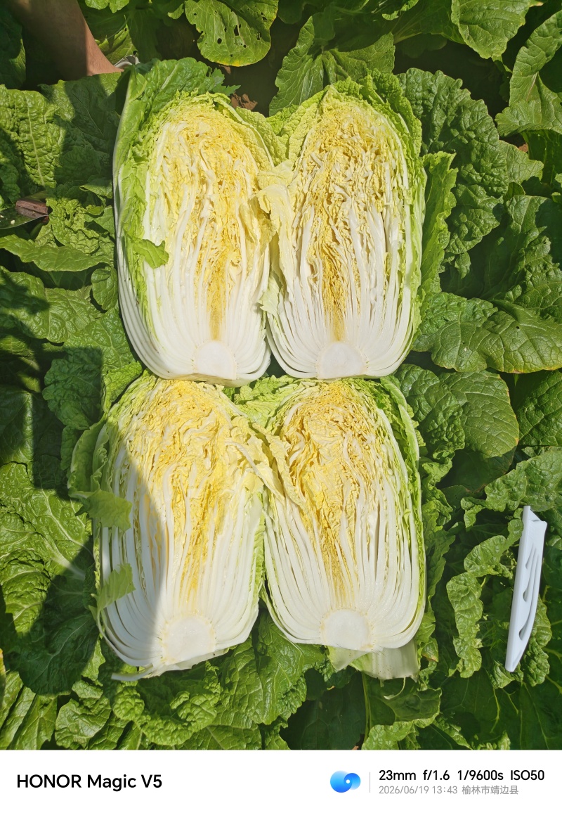 榆林黄心大白菜精品黄心白菜大量上市产地直供对接