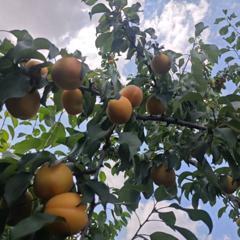 陕西咸阳黄梅杏马上开园