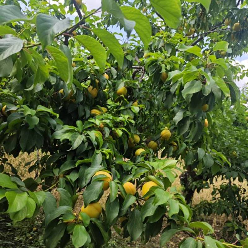 陕西咸阳黄梅杏马上开园