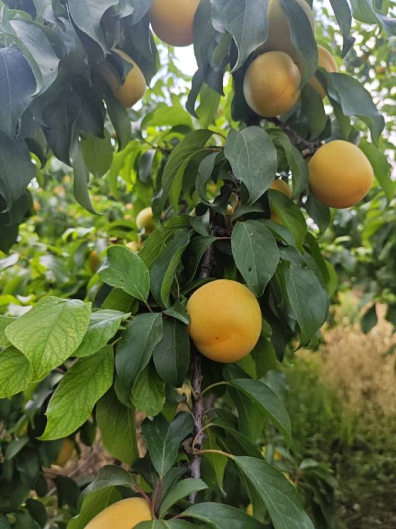 陕西咸阳黄梅杏马上开园