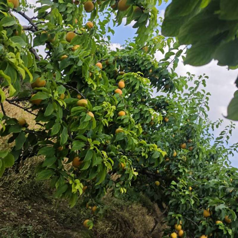 陕西咸阳黄梅杏马上开园
