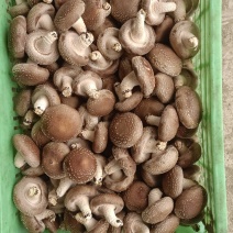 香菇