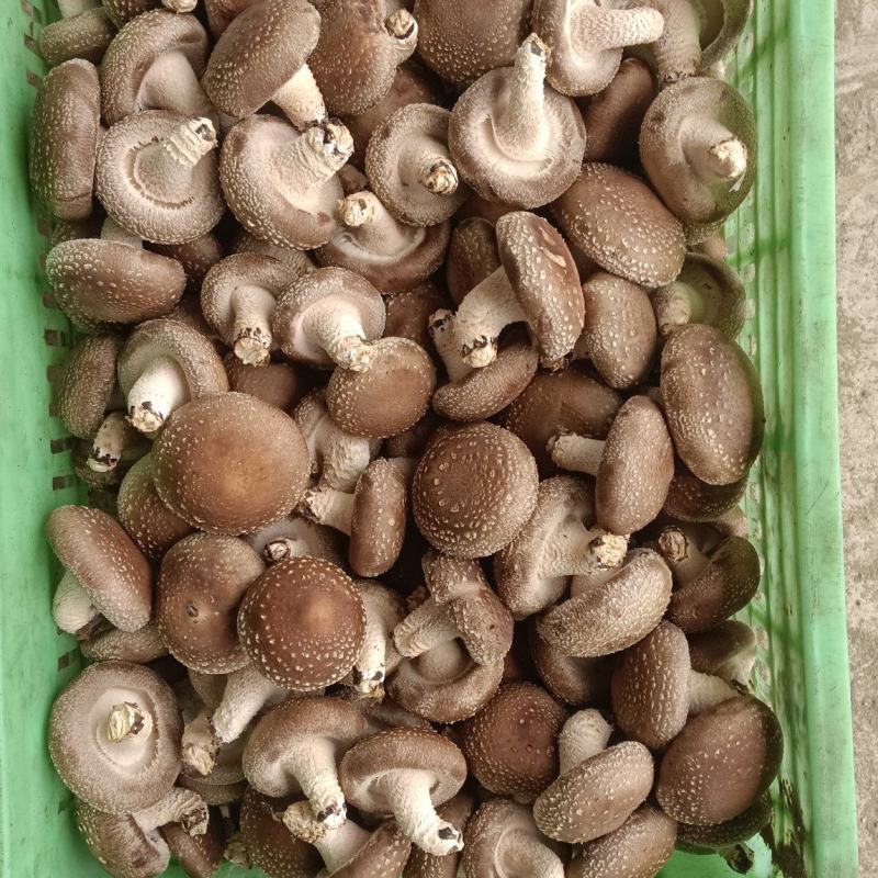 香菇