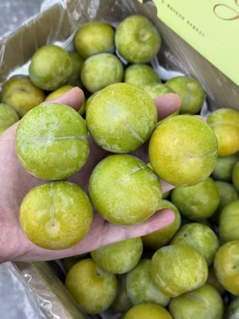 蜂糖李皮青果肉金黄，脆爽多汁纯甜无酸，每年就6-7月出果