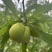 蜂糖李皮青果肉金黄，脆爽多汁纯甜无酸，每年就6-7月出果