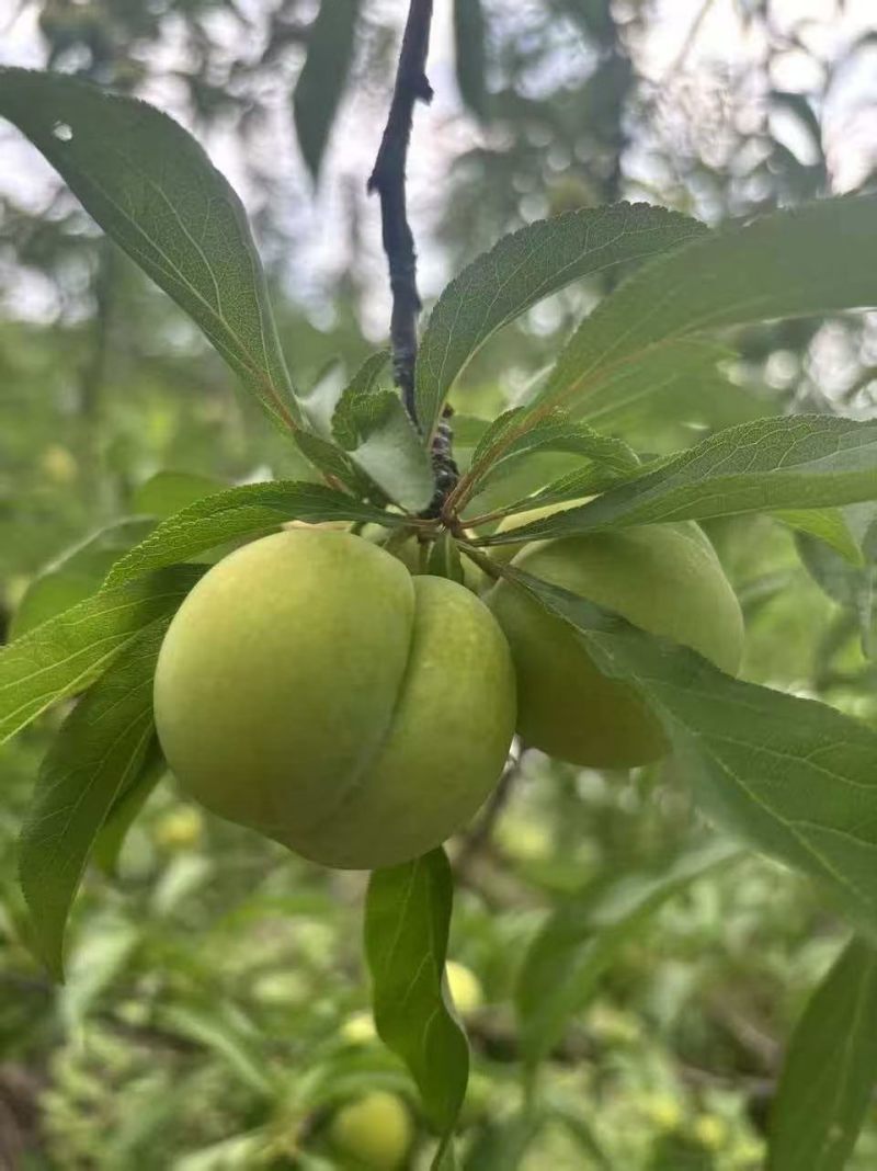 蜂糖李皮青果肉金黄，脆爽多汁纯甜无酸，每年就6-7月出果