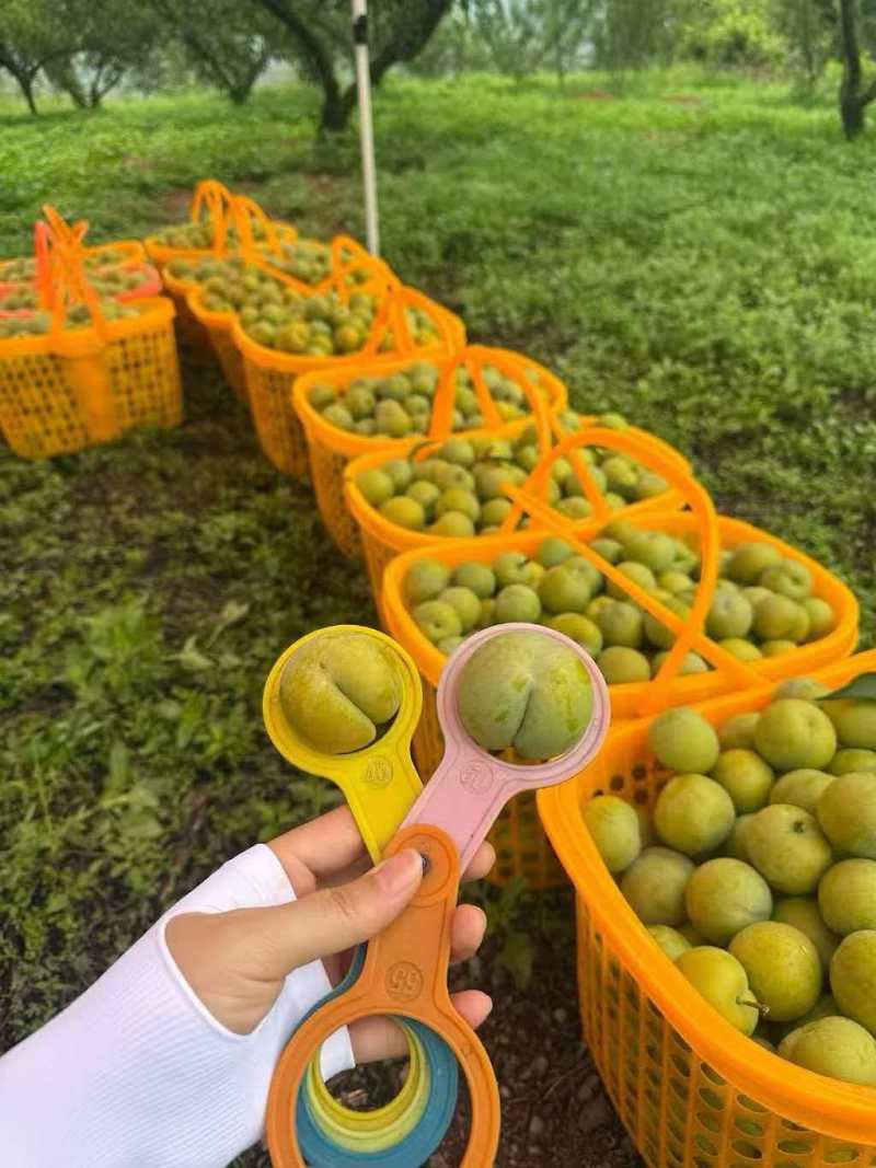 蜂糖李皮青果肉金黄，脆爽多汁纯甜无酸，每年就6-7月出果