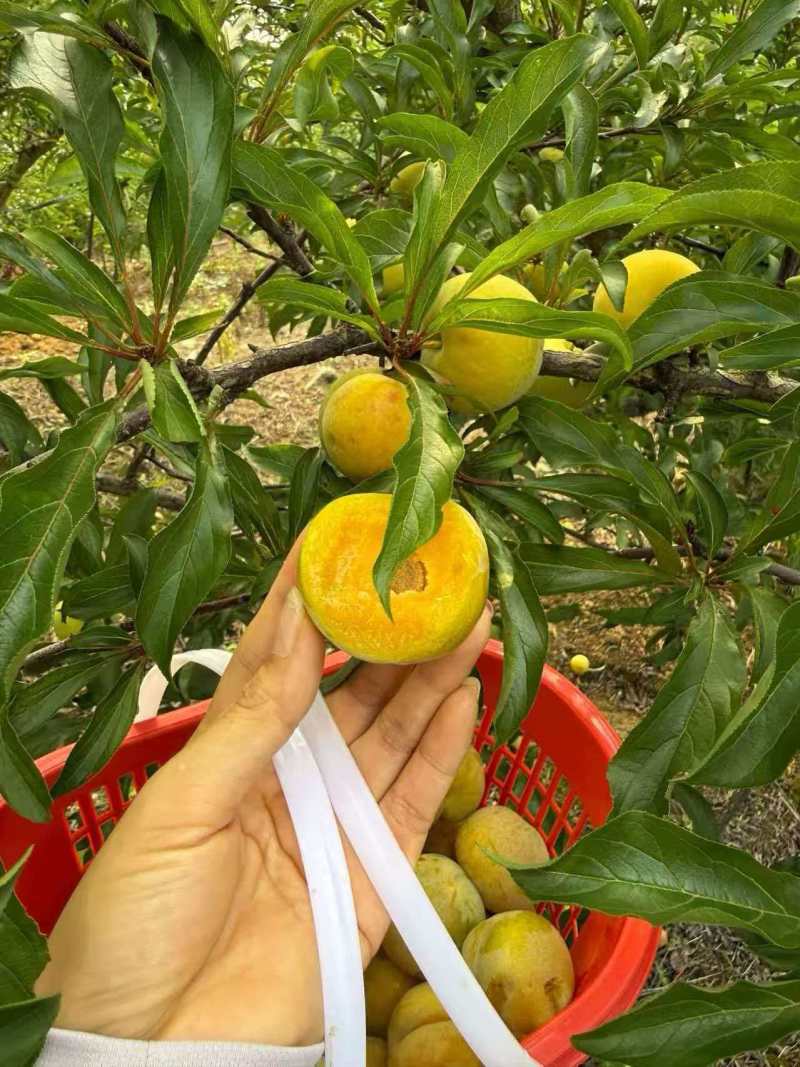 蜂糖李皮青果肉金黄，脆爽多汁纯甜无酸，每年就6-7月出果