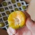 蜂糖李皮青果肉金黄，脆爽多汁纯甜无酸，每年就6-7月出果