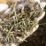 荆芥中药材香荆荠天然无硫荆芥菜正宗荆芥穗批发零售