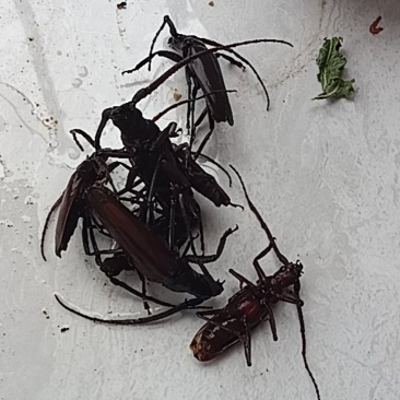 仓虫