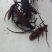 仓虫