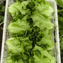 大利生菜意大利生菜山东生菜曹县生菜大量有货全国发欢迎联系
