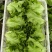 大利生菜意大利生菜山东生菜曹县生菜大量有货全国发欢迎联系