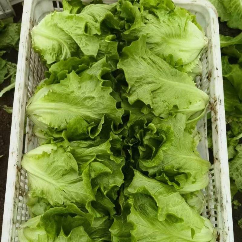 大利生菜意大利生菜山东生菜曹县生菜大量有货全国发欢迎联系