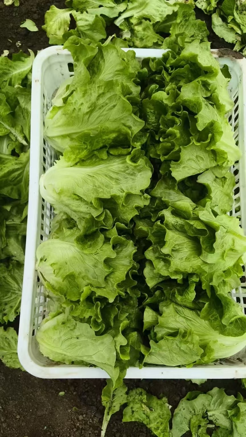 大利生菜意大利生菜山东生菜曹县生菜大量有货全国发欢迎联系