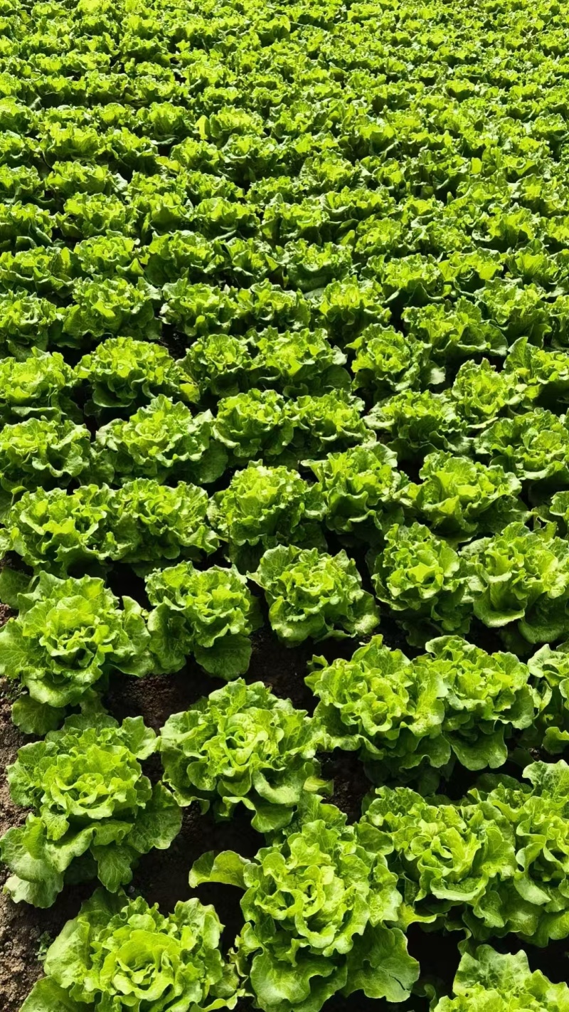 大利生菜意大利生菜山东生菜曹县生菜大量有货全国发欢迎联系