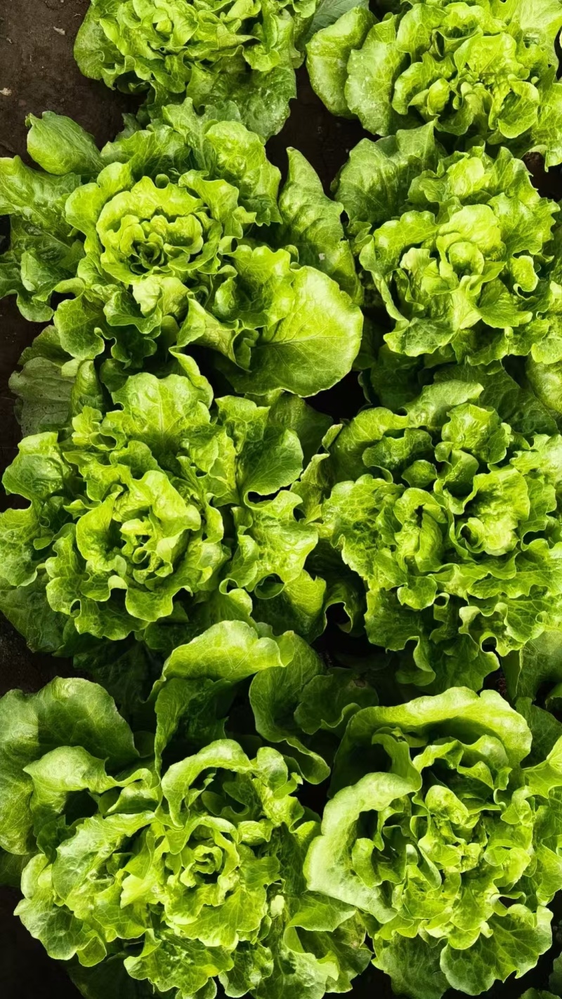 大利生菜意大利生菜山东生菜曹县生菜大量有货全国发欢迎联系