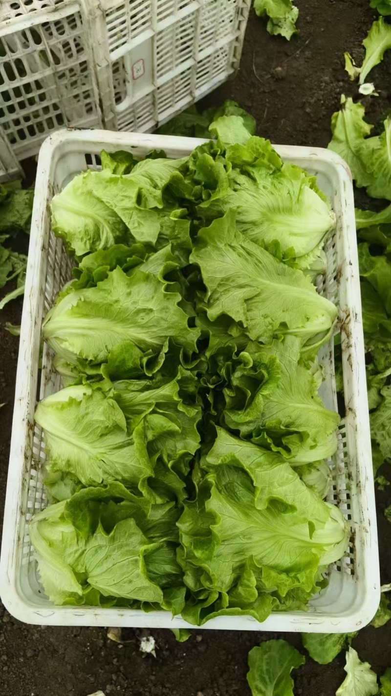 大利生菜意大利生菜山东生菜曹县生菜大量有货全国发欢迎联系