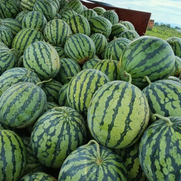 长期供货西瓜最新日期诚信经营