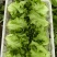 大利生菜意大利生菜山东生菜曹县生菜大量有货全国发欢迎联系