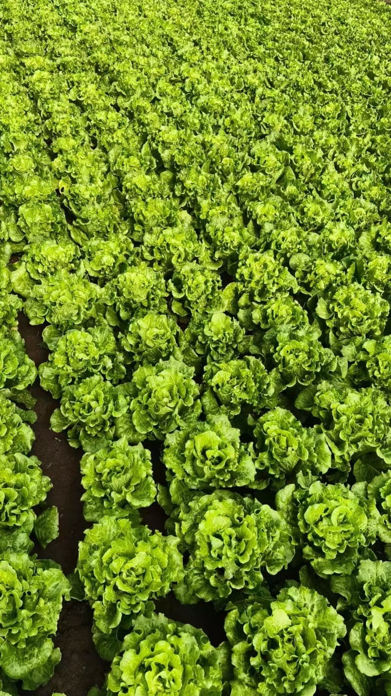 大利生菜意大利生菜山东生菜曹县生菜大量有货全国发欢迎联系