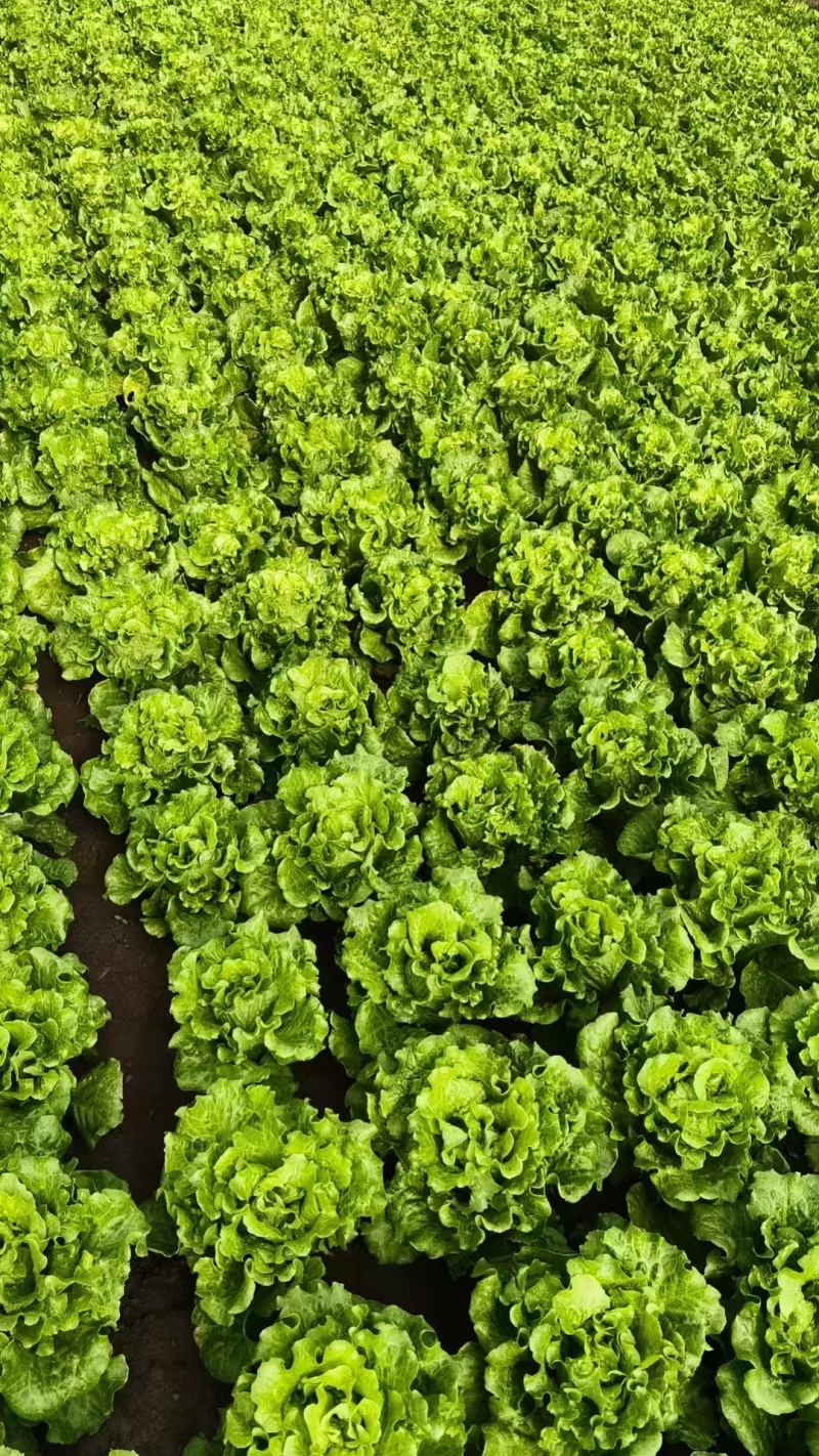大利生菜意大利生菜山东生菜曹县生菜大量有货全国发欢迎联系