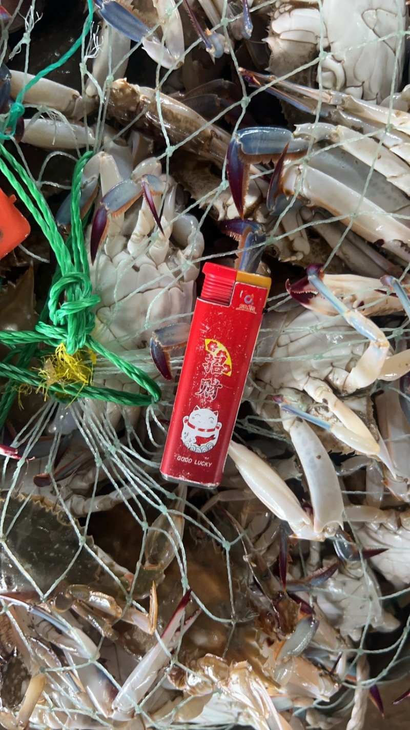 梭子蟹现在小的不多了234的开始出现了