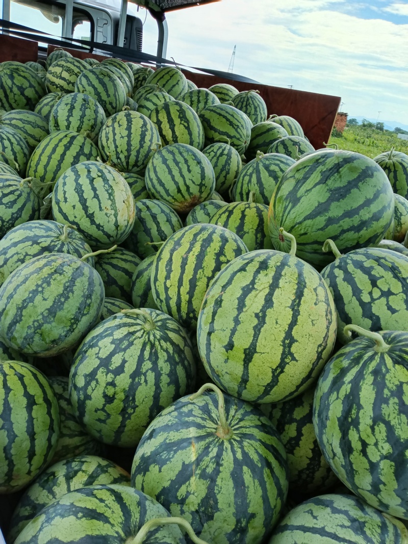 精品美都西瓜