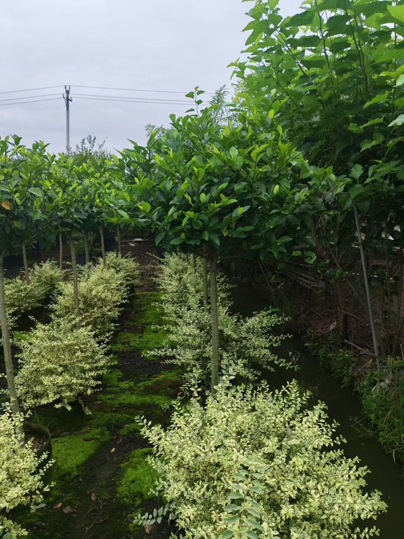 含笑3-4分，大量现货待售
