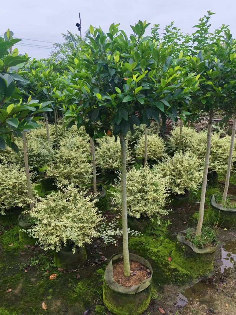含笑3-4分，大量现货待售