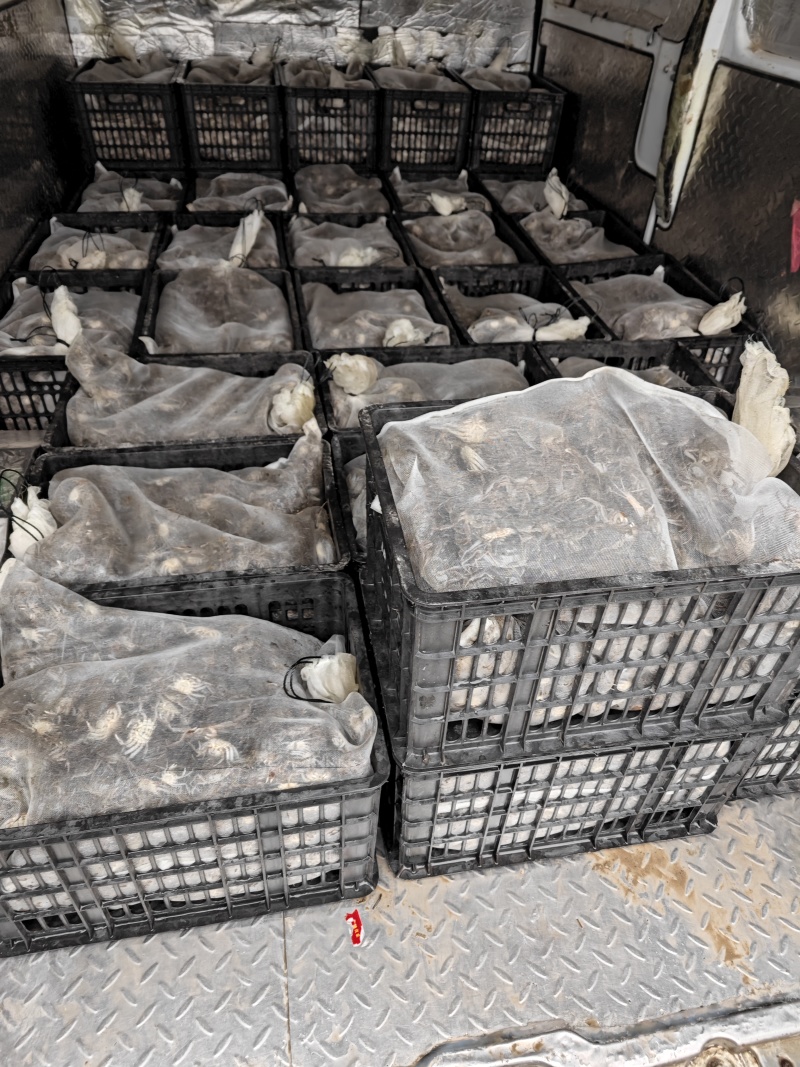 启东市泓瑞水产经营部，200亩扣蟹苗塘，有小普苗、精品苗