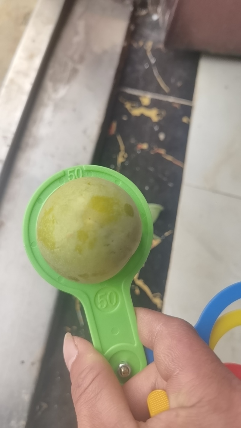 蜂糖李