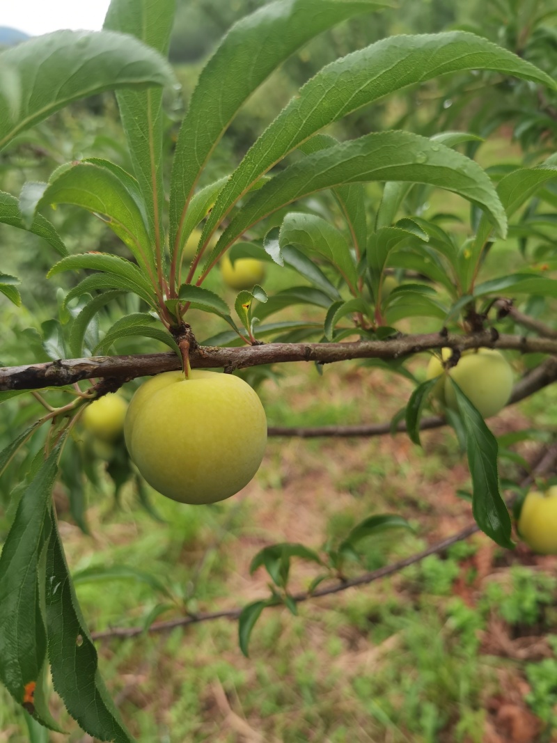 蜂糖李
