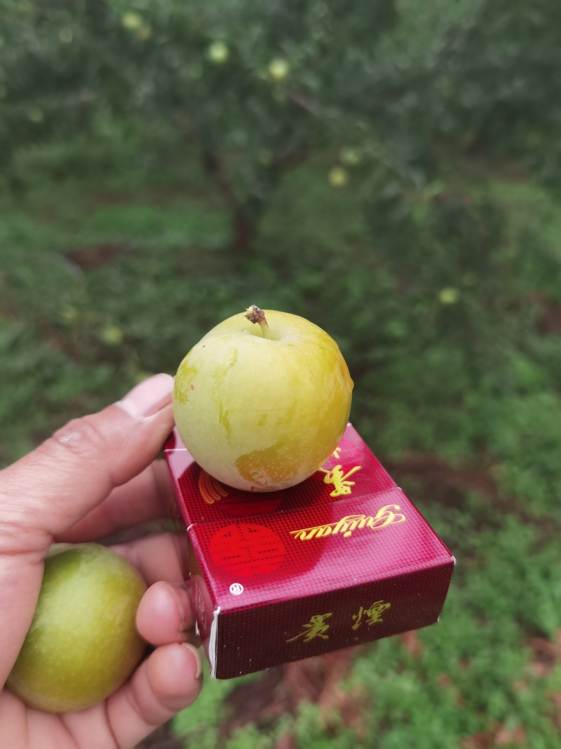 蜂糖李