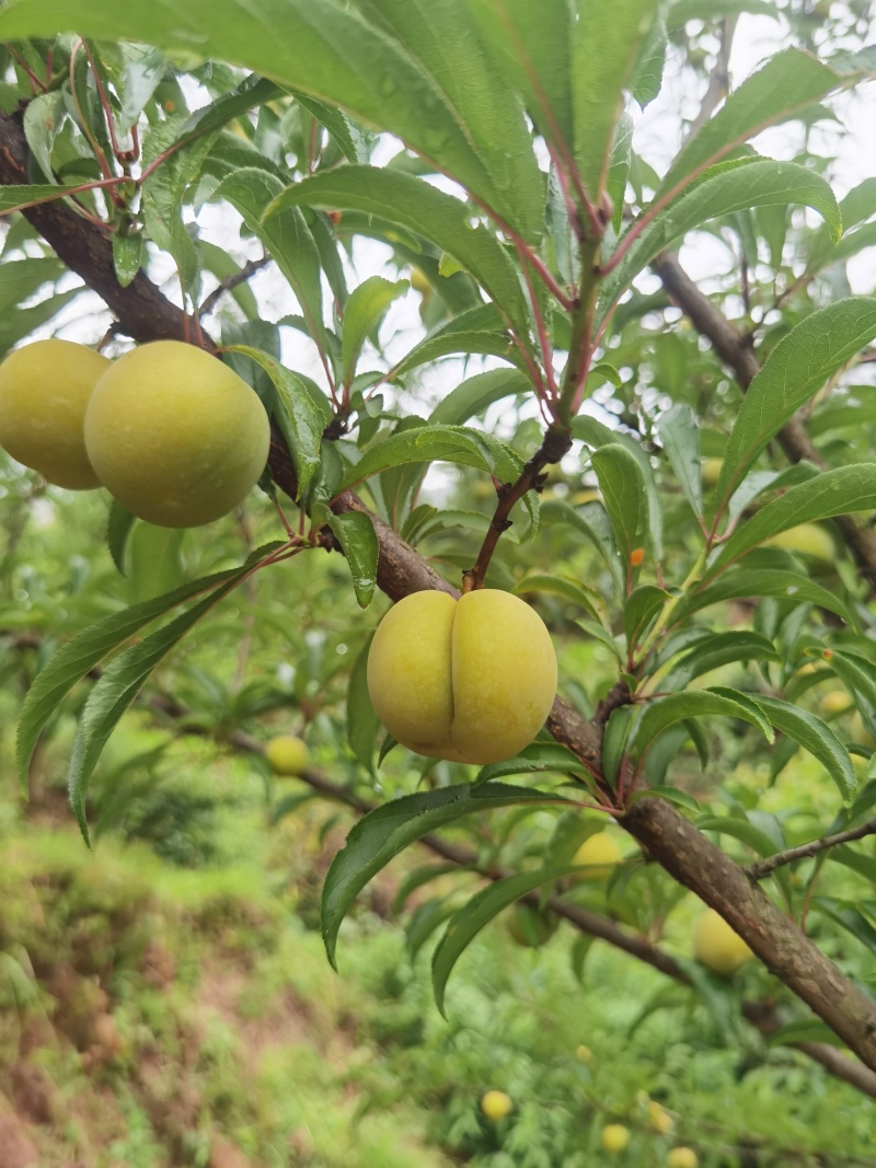 蜂糖李