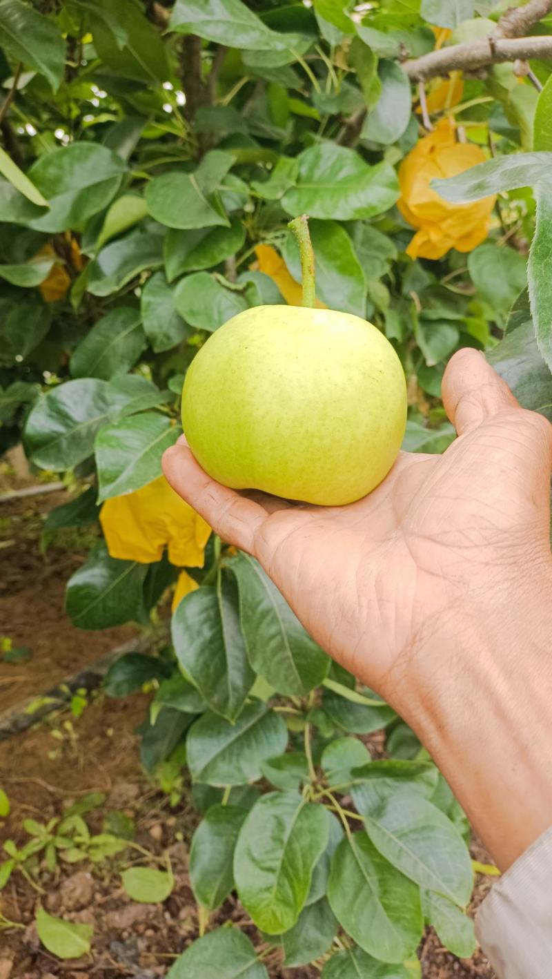 大棚梨