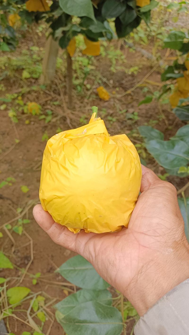 大棚梨