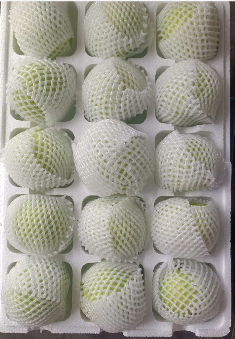 大棚梨