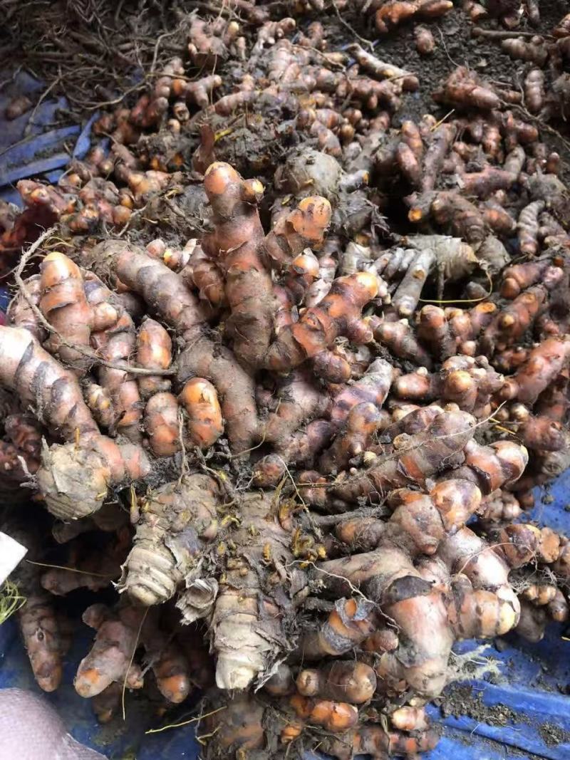 秋姜黄大量有货