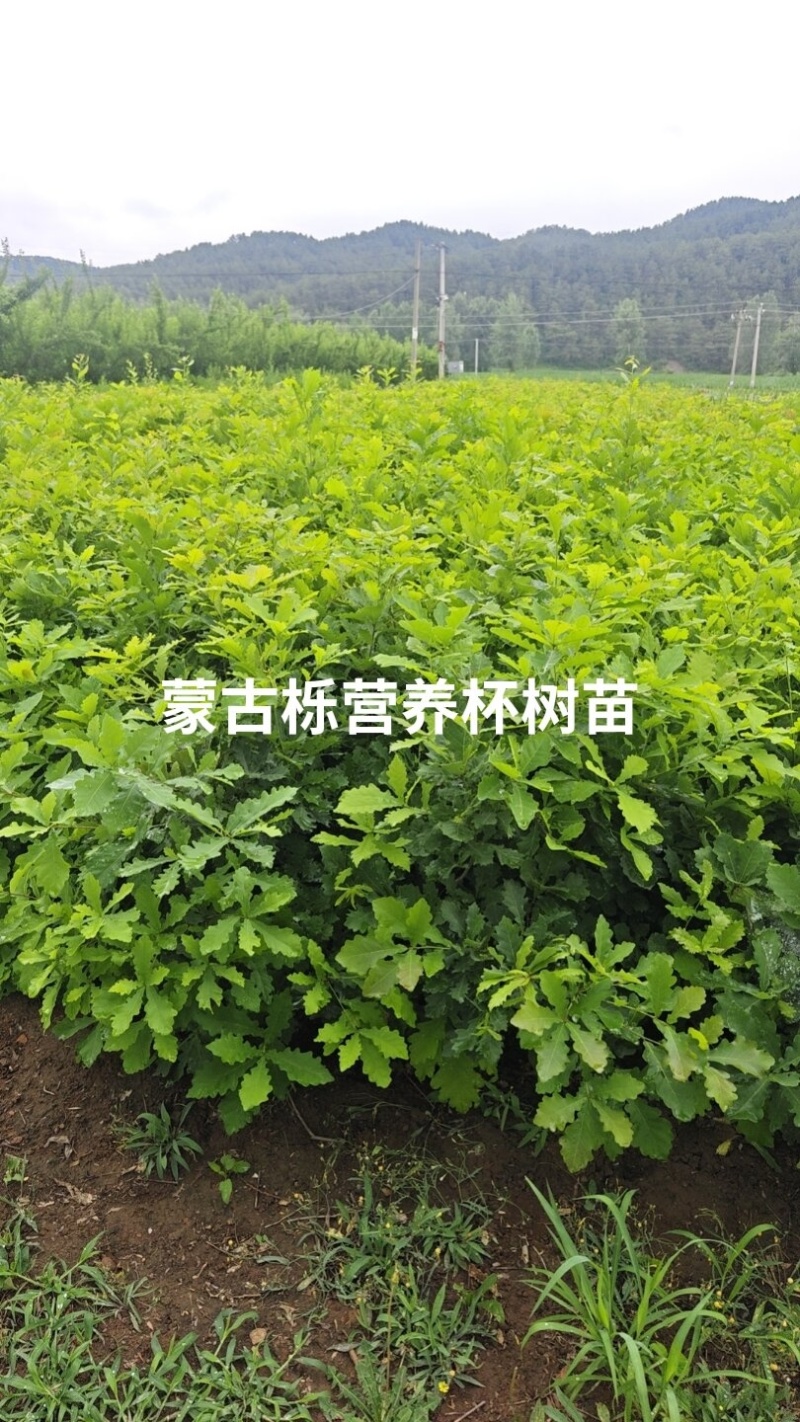 彰武县章古台义洪苗圃；