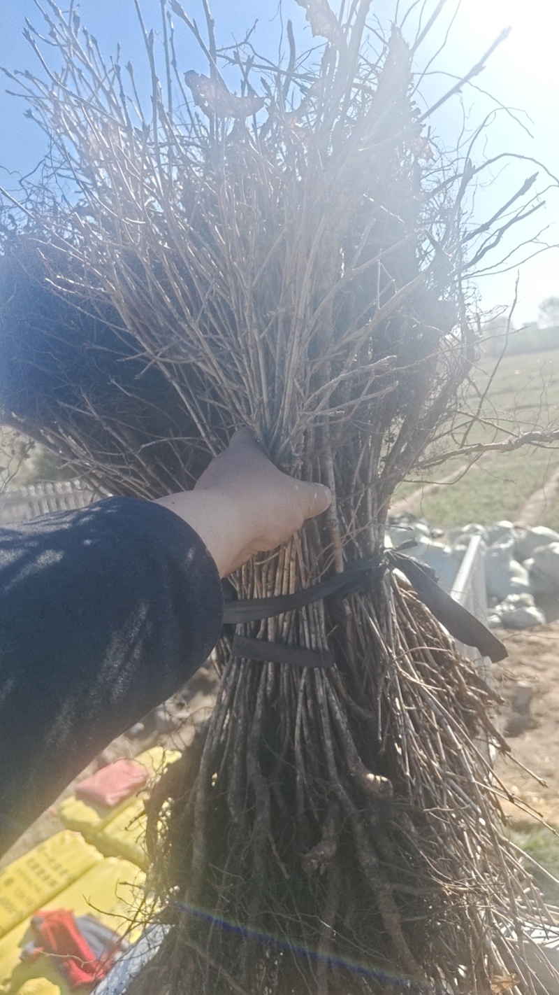 彰武县章古台义洪苗圃；