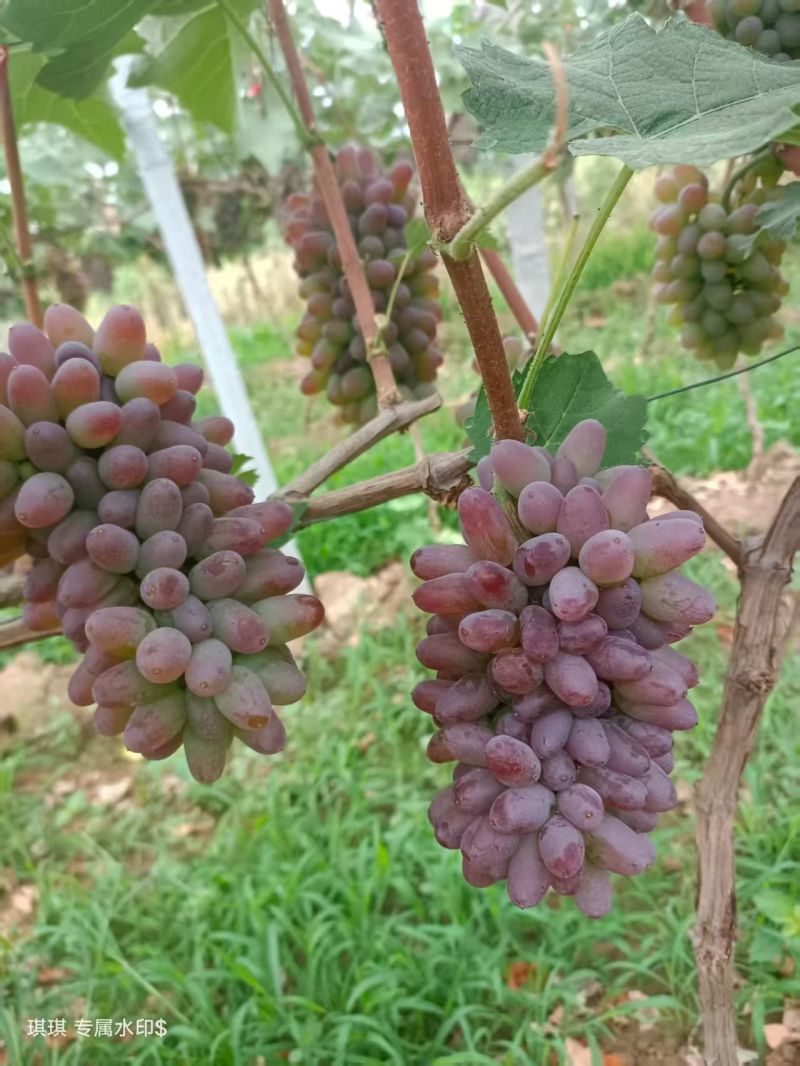 茉莉香葡萄大量上市，需要的联系了