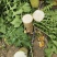 春蕾二萝卜