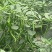 超辣那种鲜辣椒