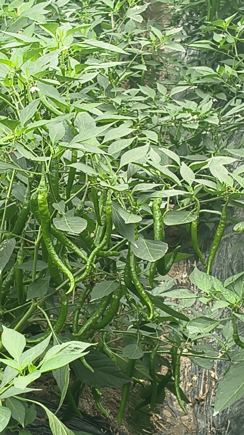 超辣那种鲜辣椒