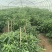 超辣那种鲜辣椒