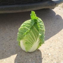 精品优质黄心白菜，新鲜上市，基地直供，来电洽谈